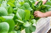 【全国送料一律/送料込み】主婦のこだわり！新鮮水耕栽培お野菜セット小