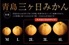 【大玉】三ケ日濃厚熟みかん「青島」大玉5kg(2L～4Lサイズ)