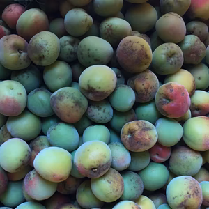 訳あり！高知の無農薬梅1kg(シロップなどに)