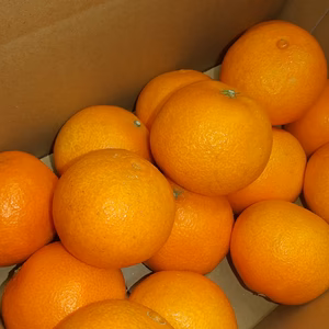 愛媛県西宇和産　ちょっと小丸 まどんな なくなり次第終了