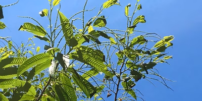 毛虫！西明寺栗がやばいですー！