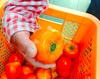 干し柿に最適！ずっしり甲州百目柿【約5㎏・渋柿】