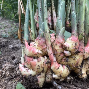 爽やかな香り高い新生姜（2kg）