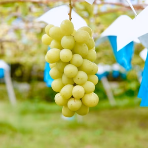 ご家庭用シャインマスカット3ｋｇ（5-9房）【月・火・木・金・土発送可能】