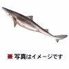【珍魚】2kg アブラツノザメ オマケ付き 船上活〆