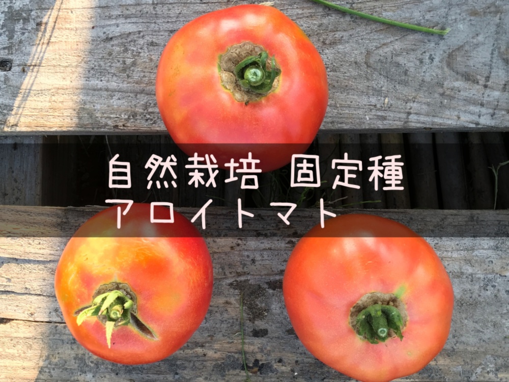 自然栽培 美味 幻の固定種アロイトマト 農薬 肥料不使用 大玉トマト 農家漁師から産地直送の通販 ポケットマルシェ