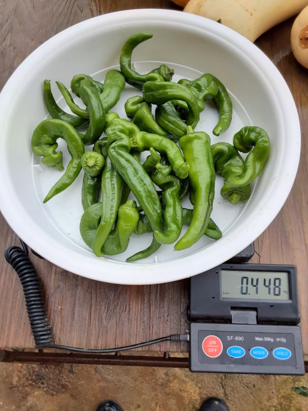 【規格外】B級野菜セット（万願寺とうがらし、きゅうり）