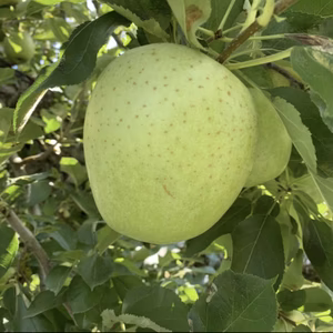 山形県産甘い香りの青リンゴ！王林　家庭用 訳あり5kg 
