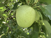 山形県産甘い香りの青リンゴ！王林　5kg  10kg 