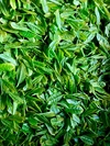 【送料無料・メール便】ティーバッグ HARUHANAべにふうき緑茶 