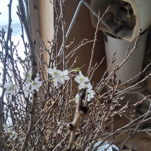 啓嵡桜ふじリンゴ