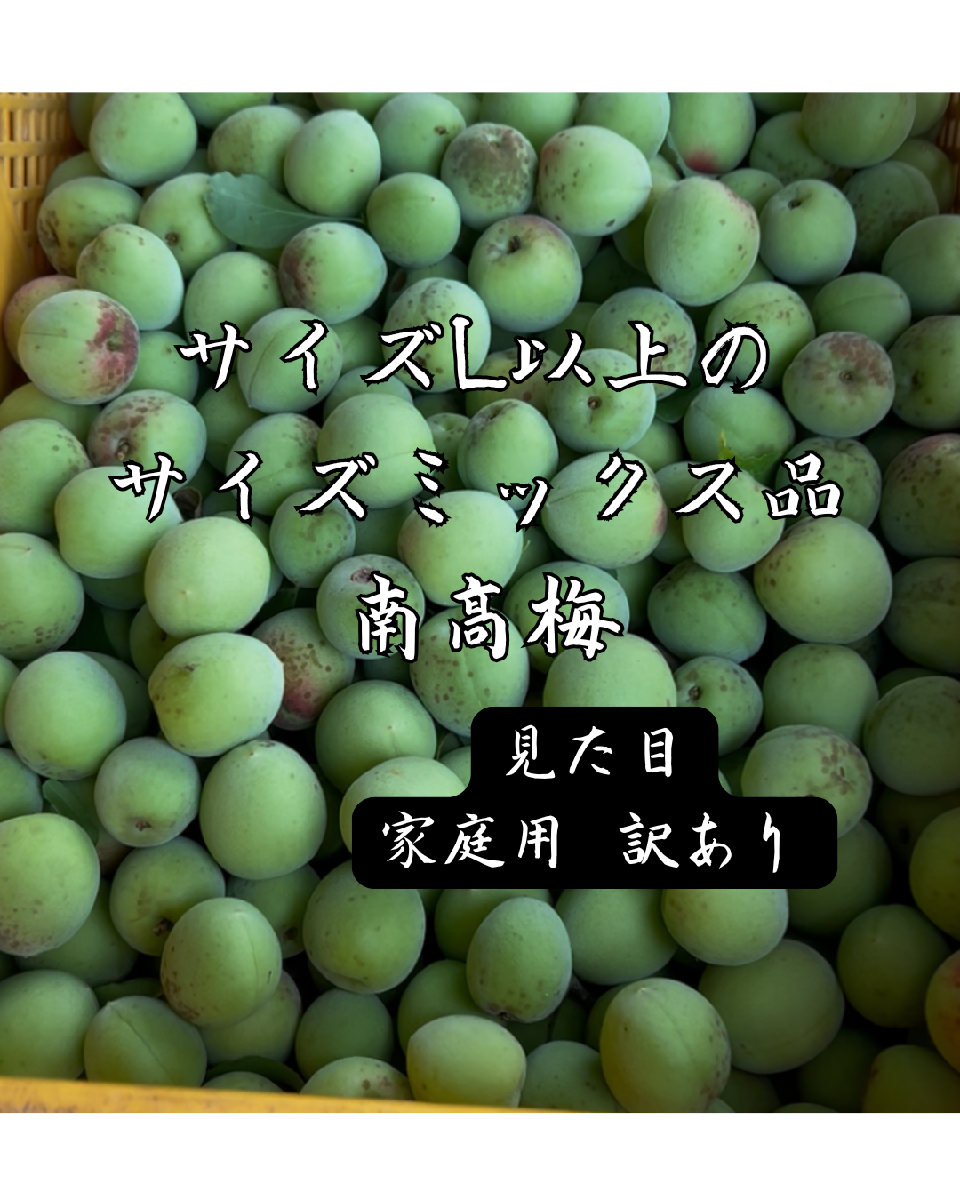紀州南高梅 南高梅 梅 青梅 家庭用 訳あり品 サイズL以上混合 ｜梅