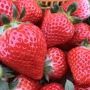 【今だけ】4／30発送❤️G.Wわけあり❤️ほのかちゃん❤️