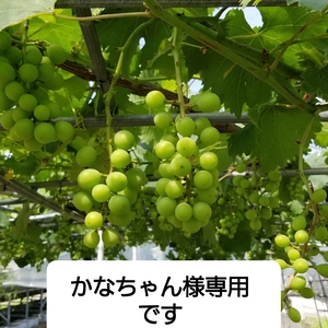 かなちゃん様専用です。