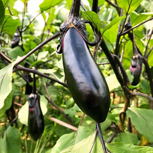 【美男茄子】福島県の柔らくて美味しい水ナス　2ｋｇ　麻婆なす・お漬物・サラダに