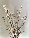 啓翁桜 春の花を一足早く山形県からお届けします