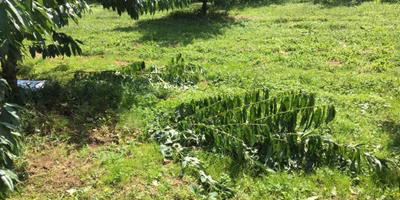 失敗もやり直しもきかない！だから果樹栽培はおもしろい