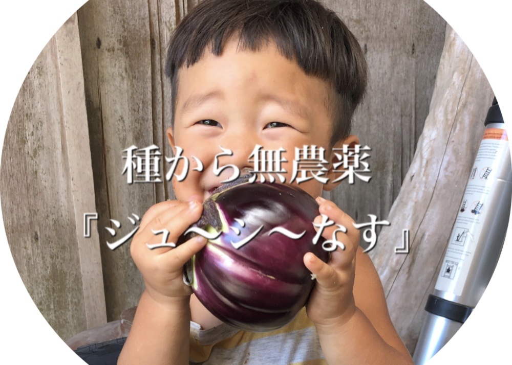 お得な2キロ ジュ シ なす 茄子がおいしい 限定販売 固定種 農家漁師から産地直送の通販 ポケットマルシェ