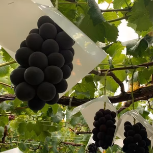 巨峰　粒　冷凍　真空パック　300g入り