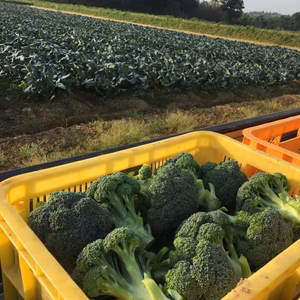 能登ブロッコリー