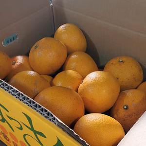 農薬・肥料を使っていません！岸和田八朔