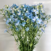 1度で4回楽しめるお花♪規格外品　デルフィニウム　薄水色　