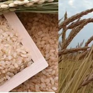 紀州自然栽培米「亀ノ尾」玄米/自然栽培スペルト小麦粉全粒粉のセット
