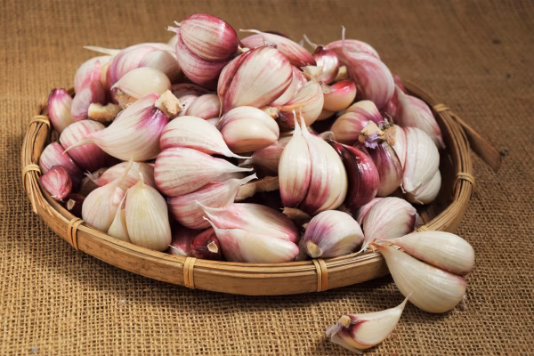 今が旬！たっぷり使える新紫にんにく（バラ）（栽培期間中農薬・化学肥料不使用）