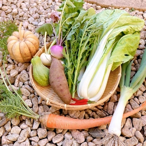 (自然農)伝統野菜と固定種野菜　おためしセット