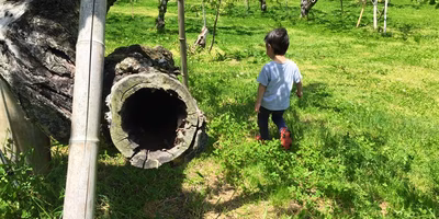 “老木”を考える