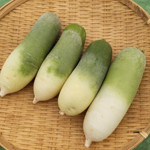 岩手山麓育ち❗️ビタミン大根 B品　1.5kg 農薬・化学肥料不使用