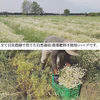 【リーフタイプ約３０回分】青林檎の香り