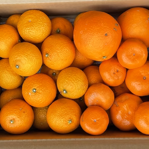 生搾りジュース用柑橘セット（約5kg）