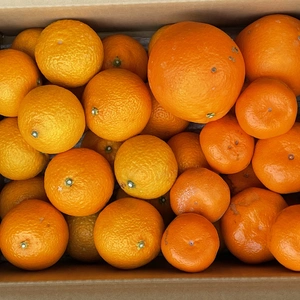 生搾りジュース用柑橘セット（約5kg）