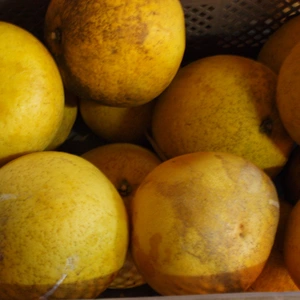無農薬自然栽培の晩白柚(外皮に傷ありますが中身に影響ありません)とおまけ付き。