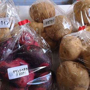  じゃがいも　食べ比べ5種類セット+玉ねぎ