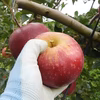 【米崎りんご】10月のりんごギュッとセット！