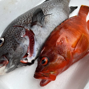 【魚突き】アカハタ700g  アジアコショウダイ2.0kg 鱗、内臓処理済