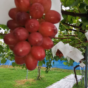 ベニバラード　3房