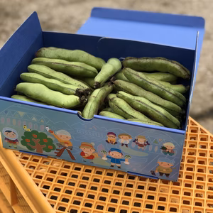 今だけ‼️ 旬のソラマメ　　２.5キロ　箱入り　