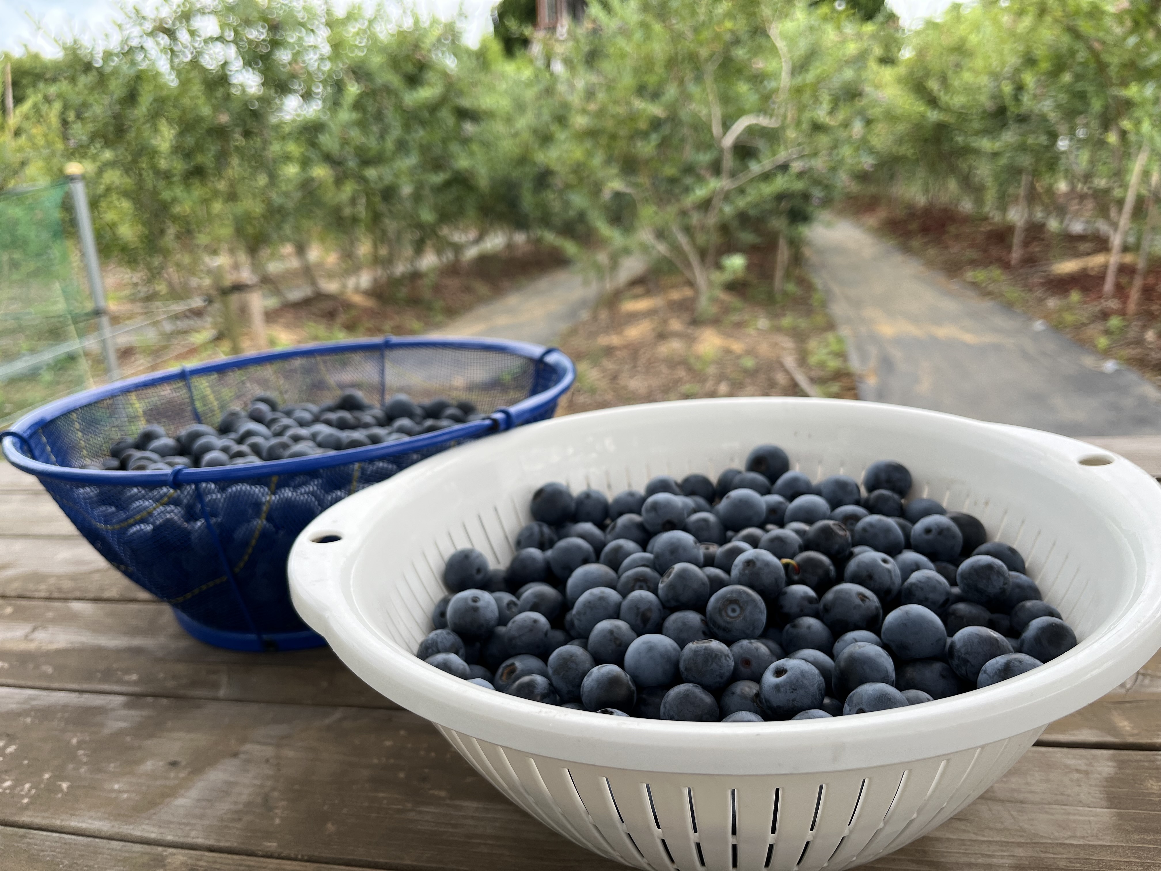 千葉県印旛郡酒々井町｜藤崎ブルーベリーファーム｜藤崎智史さんの生産