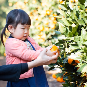 【数量限定！】濃厚ジューシー♥ハウス完熟早生みかん　大きめサイズ5ｋｇ