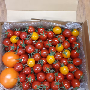 宮島農園の完熟ミニトマトと希少GABA2玉入り１kg