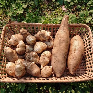 ヤーコンと菊芋のセット 農薬化学肥料不使用
