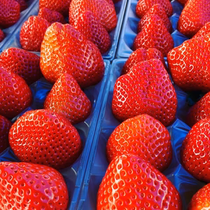 ‼️3種類のイチゴの神が降臨‼️ 極上特別箱一級品