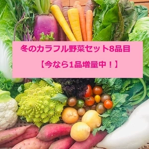 １/４以降の発送【今なら1品増量中！】『冬のカラフル野菜セットⅯ8品+1』