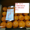 【限定】【先月予約】【秀品】(夕やけみかん）【樹上熟成】有田みかん　贈答用（M）