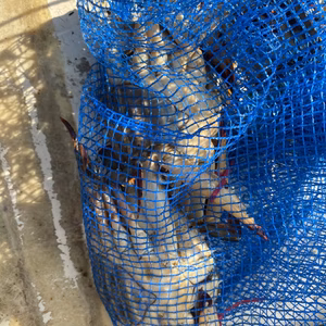 本日水揚げ❗️イチマン❗高級ワタリカニ(メス)2尾　オス2尾　活保存中❗1k