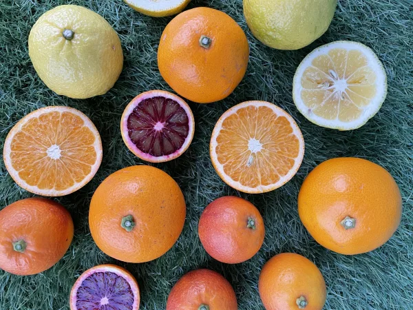 【オーガニックな宝石箱！！】柑橘農家オススメ 3種　お試しBOX 約 3キロ