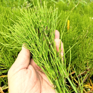 農薬不使用（無農薬）　自然栽培の生スギナ